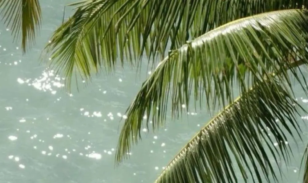 Palm fronds over sparkling sea water